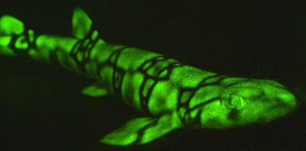 Biofluoreszenz: So bunt können Tiere im Schwarzlicht leuchten