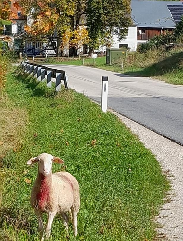 Wieder Wolfsalarm im Ybbstal: 14 tote Jungschafe nach Attacke auf Weide