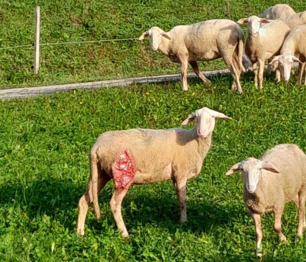 Wieder Wolfsalarm im Ybbstal: 14 tote Jungschafe nach Attacke auf Weide