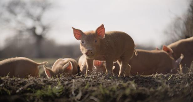 Filmkritik zu "Wildes Land - Die Rückkehr der Natur": Kampf gegen Traditionen