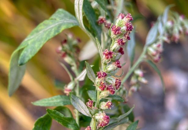 Rinnende Nase bis Halskratzen: Auch im Herbst können Pollen dahinterstecken