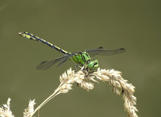 Libellen: Wo die schillernden Insekten hinsteuern