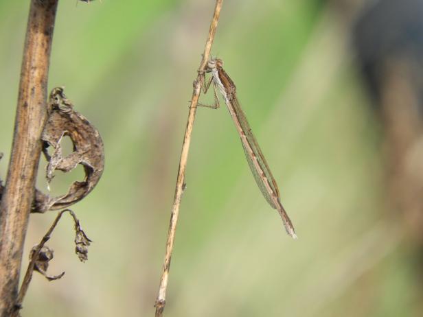 Libellen: Wo die schillernden Insekten hinsteuern