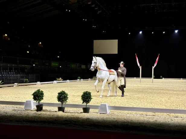 Hengste on Tour: Wiens Lipizzaner tänzeln wieder in London