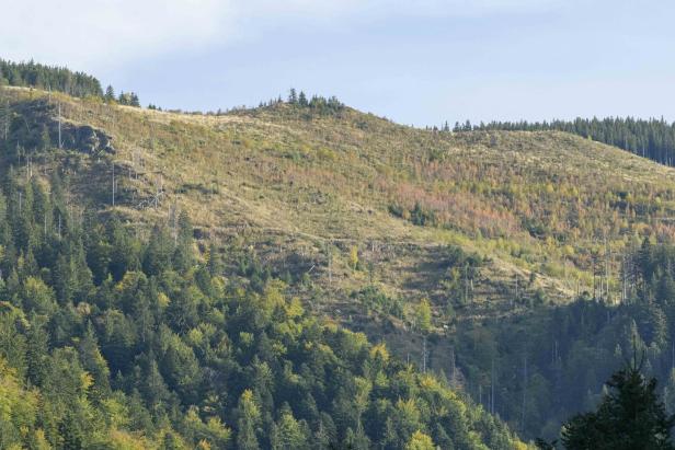 Bulldozer gegen uralte Buchen: Wo in Rumänien der Kampf um Europas größte Urwälder stattfindet