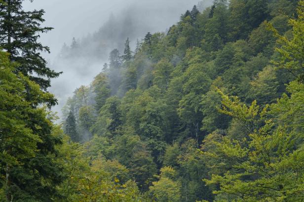 Bulldozer gegen uralte Buchen: Wo in Rumänien der Kampf um Europas größte Urwälder stattfindet