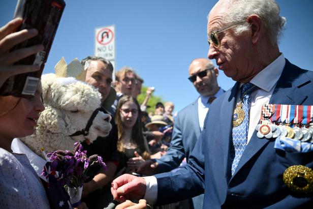 In Australien von Alpaka angeniest: König Charles reagierte humorvoll