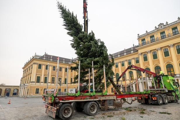 Weihnachten naht bereits: Christbaum in Schönbrunn aufgestellt