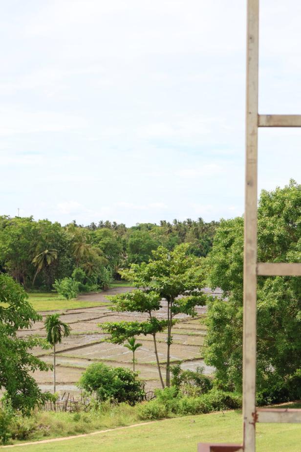 Reisfeld und Kokospalmen in Sri Lanka