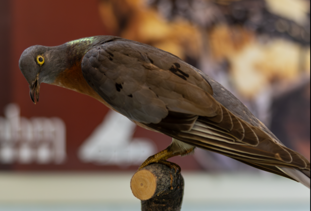 20.000 tote Vögel zogen nach Wien: Was sie uns über die Natur lehren können