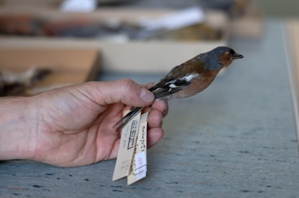 20.000 tote Vögel zogen nach Wien: Was sie uns über die Natur lehren können