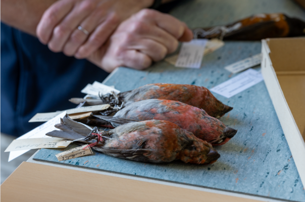 20.000 tote Vögel zogen nach Wien: Was sie uns über die Natur lehren können