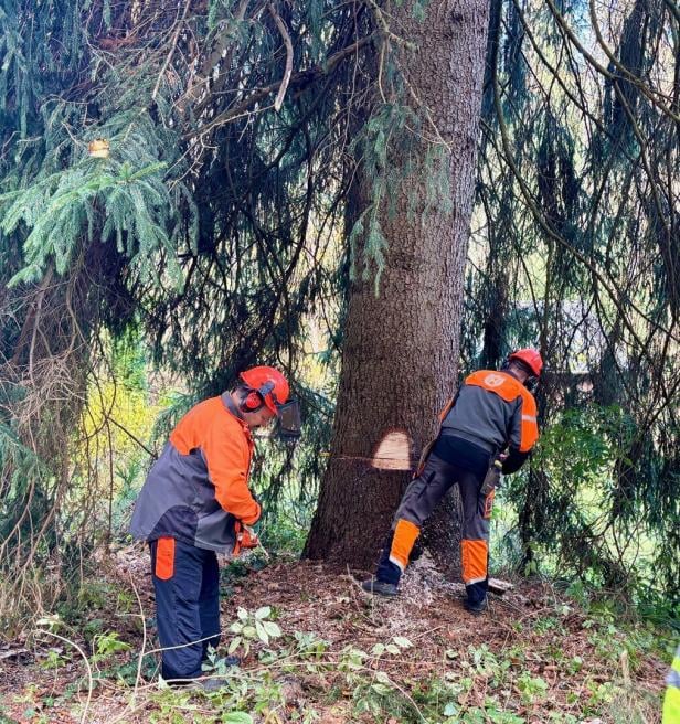 Geheimnis gelüftet: Das ist der Baum für den Wiener Christkindlmarkt