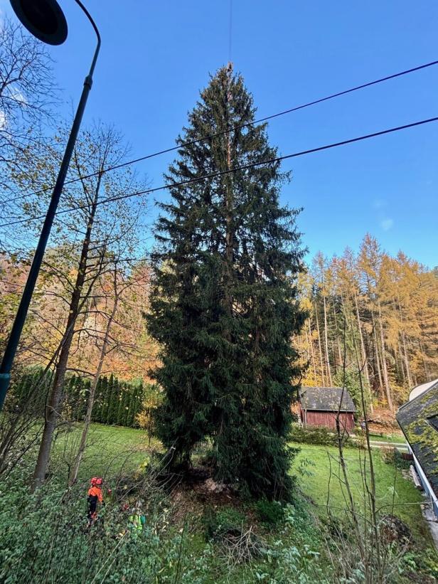 Geheimnis gelüftet: Das ist der Baum für den Wiener Christkindlmarkt