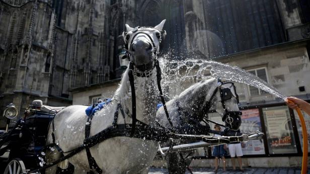 Wien: Fiaker-Pferde bekommen hitzefrei - ab 35 Grad