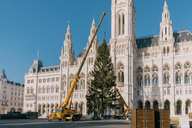 Weihnachtsbaum am Wiener Christkindlmarkt aufgestellt