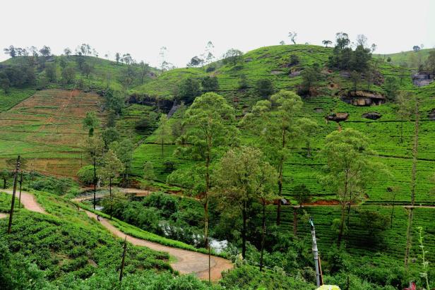 Teehügel in Sri Lanka kurz nach dem Regen, nasse Straße 