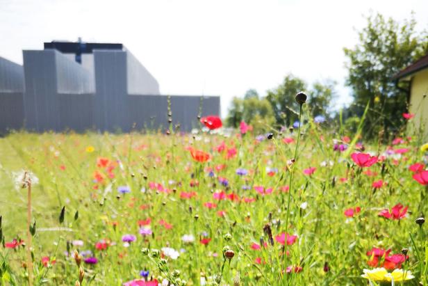 Eine Wiese mit Blumen