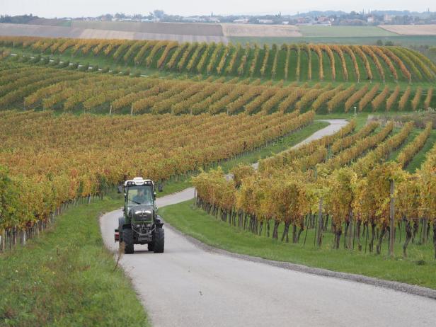 Es wird ein Wein sein, und er wird bio sein