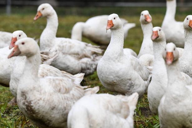 NÖ: Alarm bei Geflügelbauern nach neuen Verdachtsfällen von Vogelgrippe