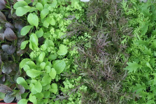 Verschiedene Asia-Salate in einem Beet.