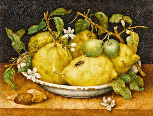Ein gemaltes Stillleben: Zitronen liegen in einer Schüssel. Auf eine Frucht hat sich eine Wespe gesetzt.