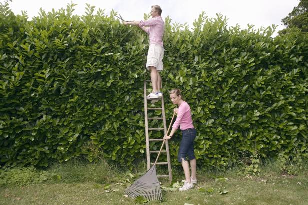 Der Nachbar, die Hecke und viel Ärger: Wie die Gerichte über Hecken urteilen