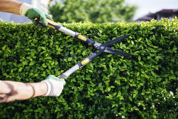 Der Nachbar, die Hecke und viel Ärger: Wie die Gerichte über Hecken urteilen