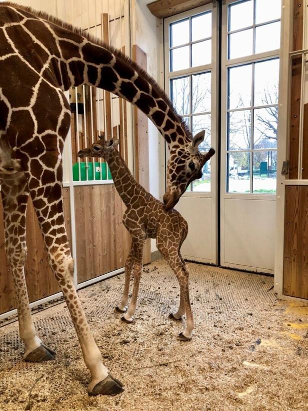 Tiergarten Schönbrunn: Nachwuchs bei den Netzgiraffen