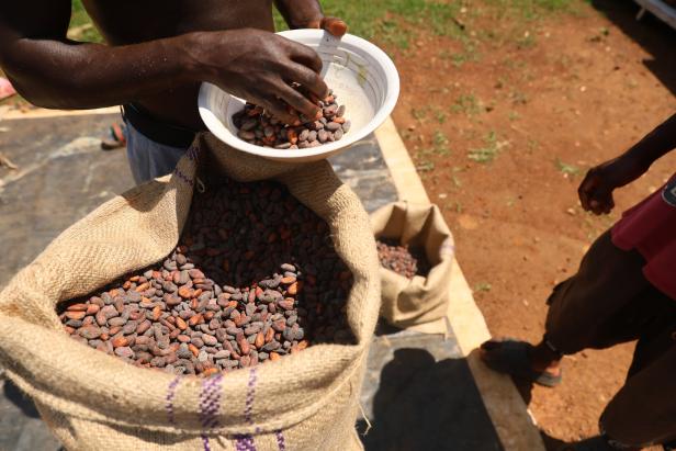 Wie Frauen in Ghana von fairem Kakao-Anbau profitieren