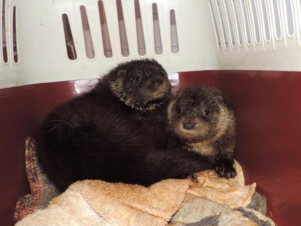 Vier gerettete Otterbabys werden in Haringsee aufgepäppelt