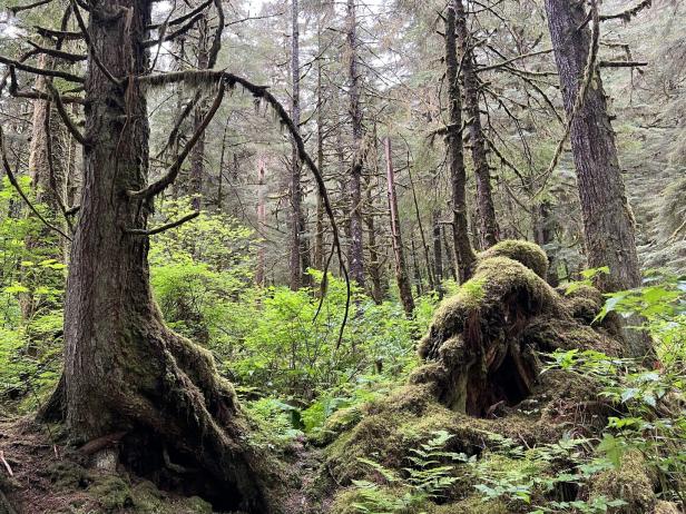 Alaska Rainforest Sanctuary