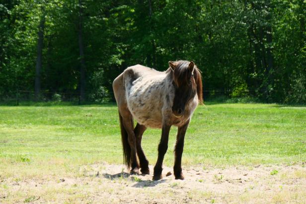 Pferd auf einer Wiese in Polen