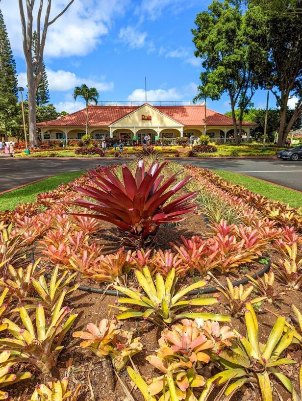 Das Dole-Pflanzenanbaugebiet auf Hawaii mit bunten Bromelien im Vordergrund.