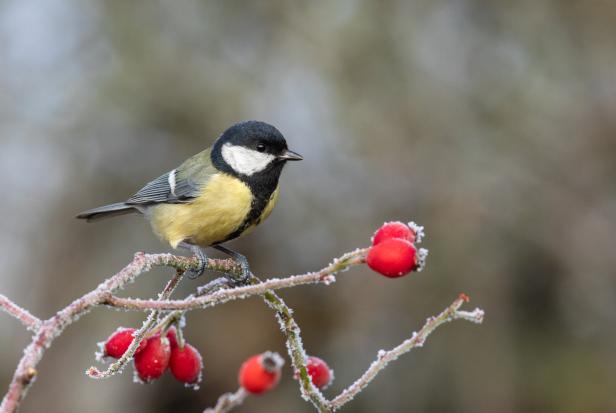 So helfen Sie Wildtieren im Garten über den Winter