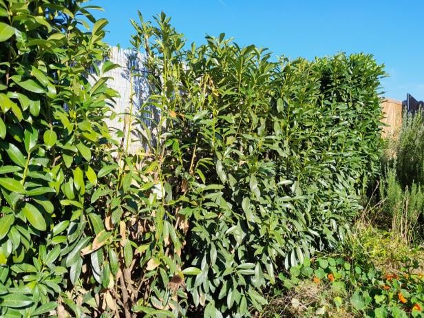 Gießfehler oder Krankheit? So retten Sie Ihre Kirschlorbeer-Hecke