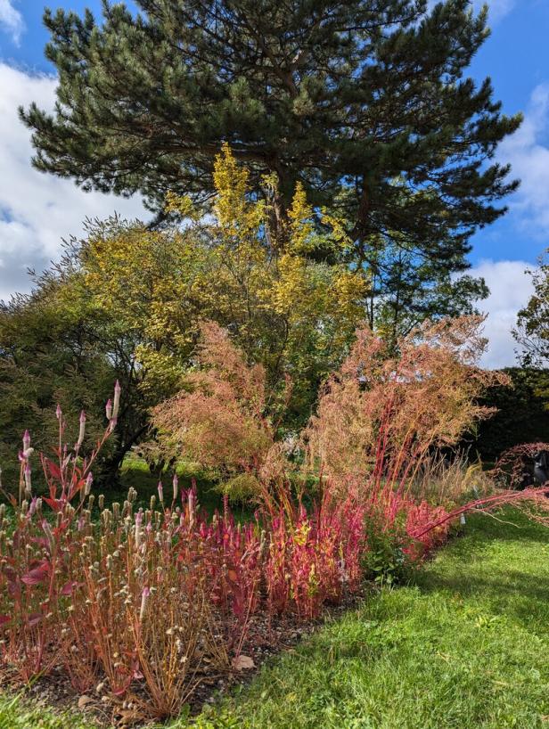 Ein Garten mit bunten Blumen und Bäumen unter einem blauen Himmel.