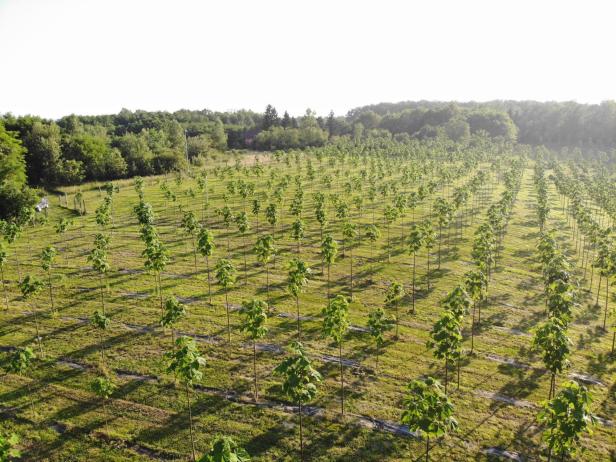 Ein Teil der riesigen Paulownia-Plantage von Naturevest