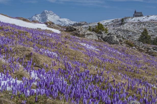 Eine noch etwas mit Schnee bedeckte Alm. Viele Blumen blühen schon.