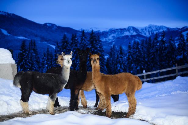 Alpakas stehen im Schnee