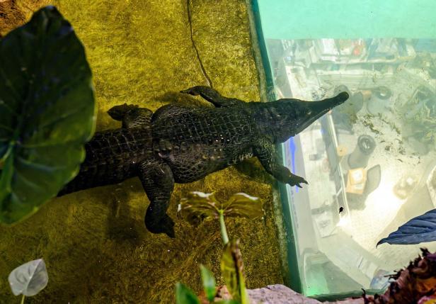 Haus des Meeres: Ein neues Krokodil für den neuen Krokipark