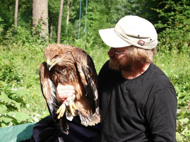 Kaiseradler Rudi wurde von Birdlife mit einem GPS-Sender ausgestattet.