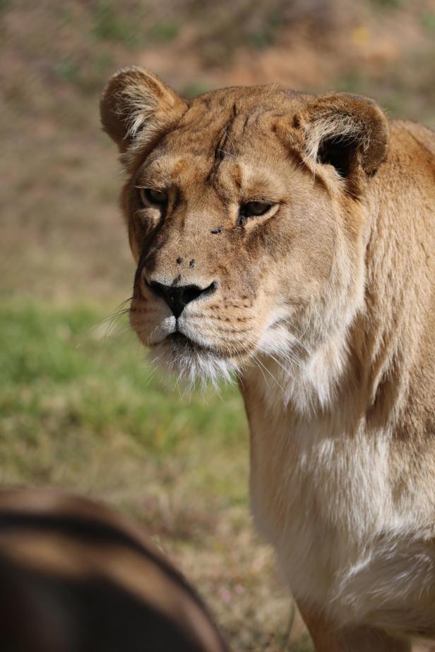 Abschied von Anna und Kiara: Die letzten Löwen des Safariparks sind tot