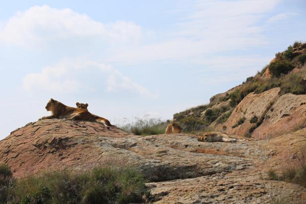 Abschied von Anna und Kiara: Die letzten Löwen des Safariparks sind tot