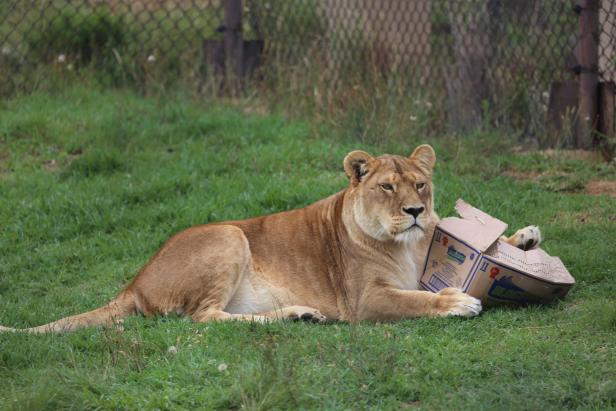 Abschied von Anna und Kiara: Die letzten Löwen des Safariparks sind tot