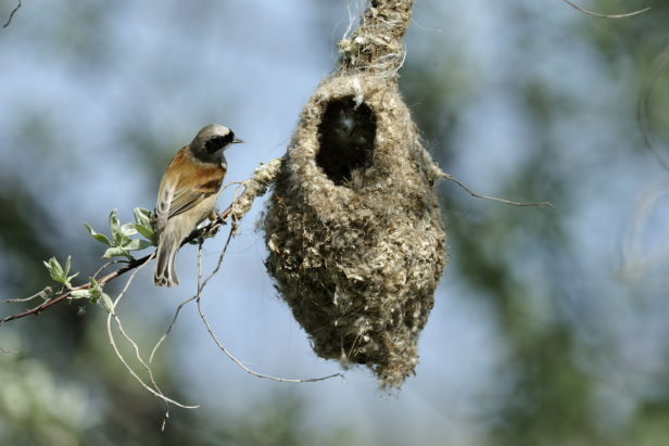 Das geheime Sexleben der Vögel