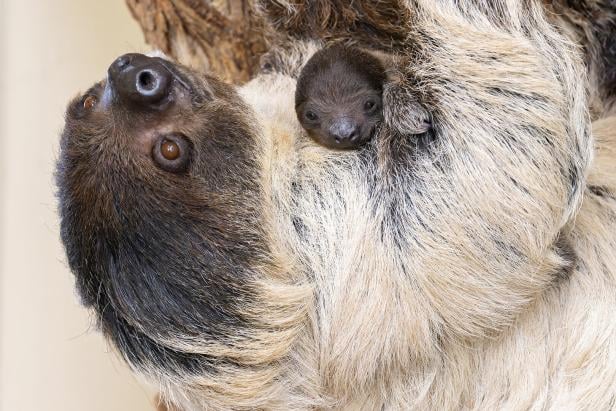 Tiergarten Schönbrunn: Nachwuchs bei den Faultieren