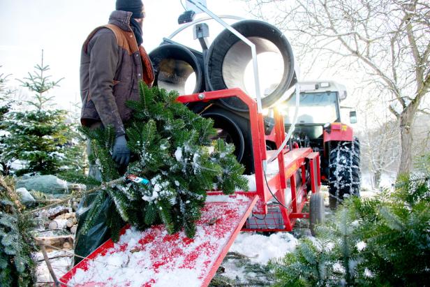 NÖ: Wo der Christbaum zum Beruf und zur Familientradition wird