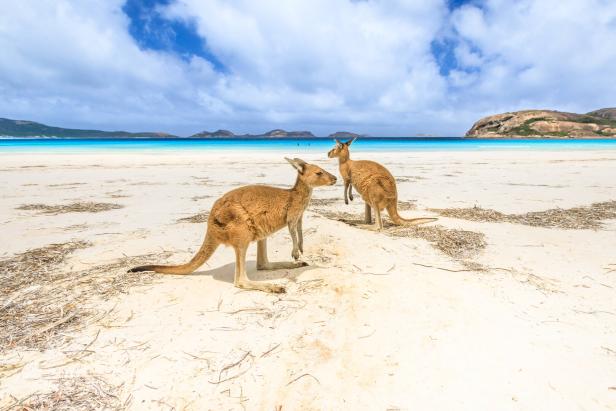 Kängurus in der Lucky Bay in Australien