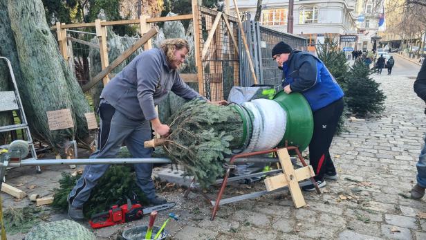 Christbaum-Verkäufer: "Wir verkaufen fast nur mehr Nordmanntannen"